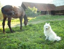 10 mesiacov